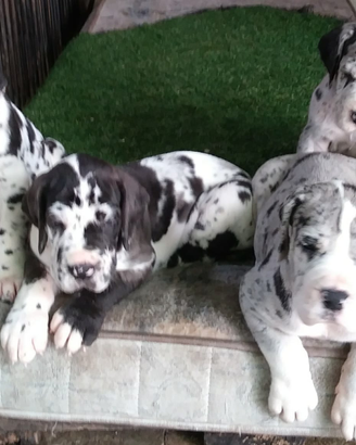 Alano cuccioli