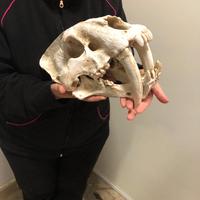 Teschio Di Tigre Dai Denti a Sciabola scala 1/1