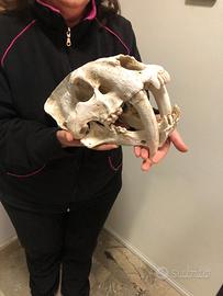 Teschio Di Tigre Dai Denti a Sciabola scala 1/1