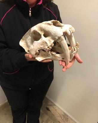 Teschio Di Tigre Dai Denti a Sciabola scala 1/1
