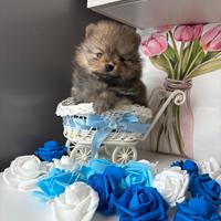 Spitz volpini pomerania maschietto 2 mesi