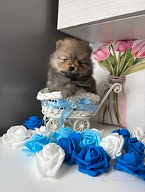 Spitz volpini pomerania maschietto 2 mesi