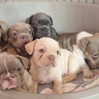 Cuccioli Bulldog francese bouledogue esotico