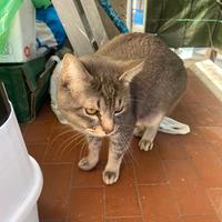 Gatto 11 mesi perché sono allergico