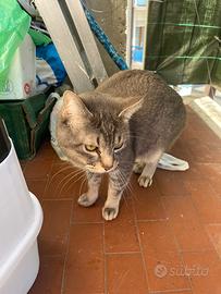 Gatto 11 mesi perché sono allergico