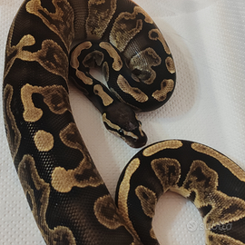 Python regius (pitone reale)