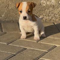 Jack russell