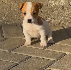 Jack russell