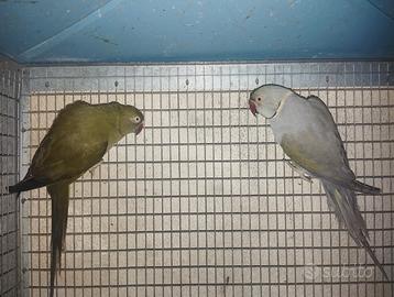 Pappagalli del collare