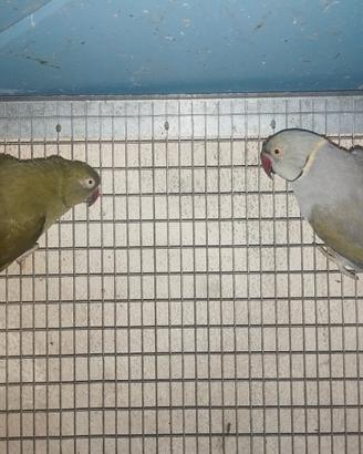 Pappagalli del collare