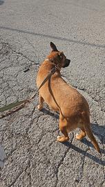 Cane femmina