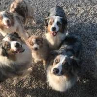 Pastore australiano con pedigree ENCI