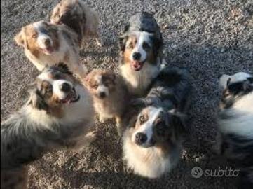 Pastore australiano con pedigree ENCI