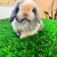 Ariete Nano Mini Lop