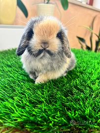 Ariete Nano Mini Lop