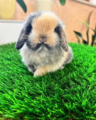 Ariete Nano Mini Lop