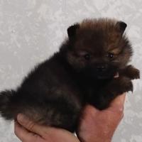 Cucciola di spitz nano