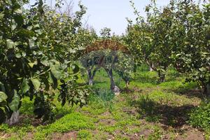 Terreno - Fiumefreddo di Sicilia