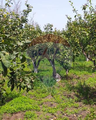 Terreno - Fiumefreddo di Sicilia