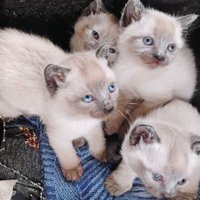 Cuccioli gattini siamesi thai