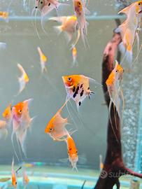 Scalari Koi Gold Red