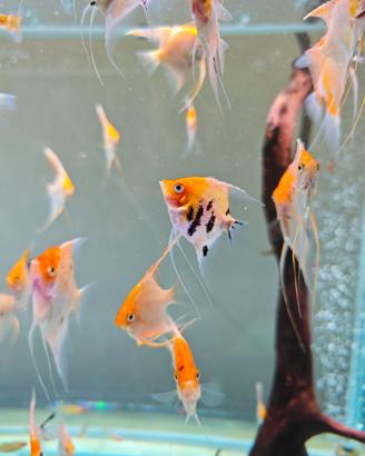Scalari Koi Gold Red