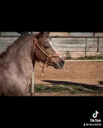 Pony welsh