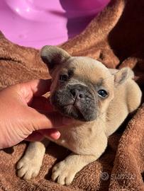 Bulldog francese occhi verdi