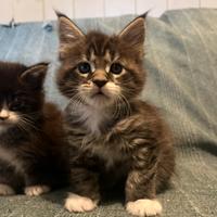 Maine Coon cuccioli