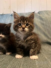 Maine Coon cuccioli