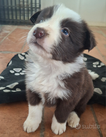 Cuccioli Border Collie