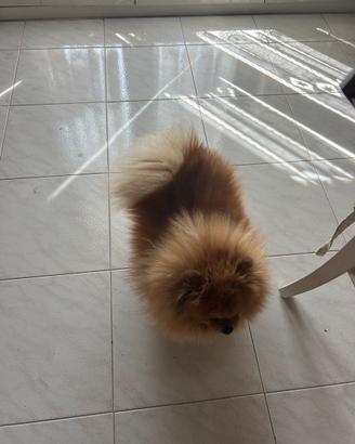 Spitz nano