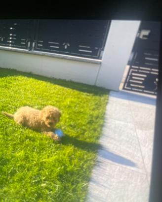 Barboncino toy
