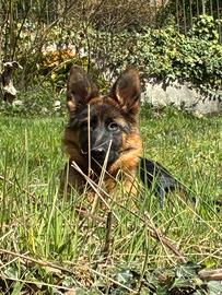 Cucciolo pastore tedesco