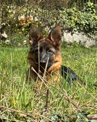 Cucciolo pastore tedesco