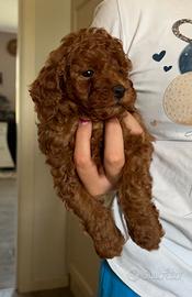 Cucciolo Barboncino Toy Red