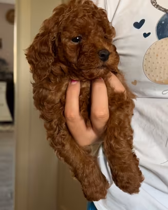 Cucciolo Barboncino Toy Red