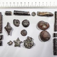 Collezione di fossili n.3