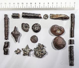 Collezione di fossili n.3