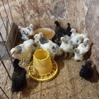 Pulcini di brahma e moroseta