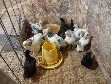 Pulcini di brahma e moroseta