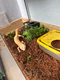 Geco Leopardino con terrario
