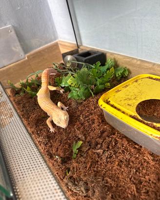 Geco Leopardino con terrario
