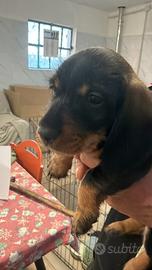 Bassotti nani a pelo duro