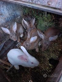 Conigli da riproduzione