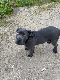 Cucciola cane corso