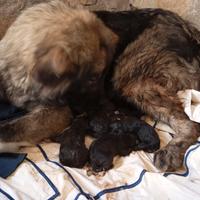 Cuccioli pastore del Caucaso