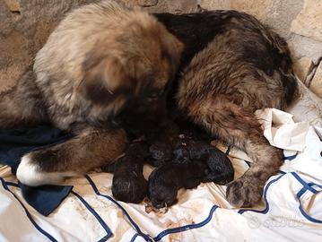 Cuccioli pastore del Caucaso