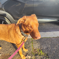 Cagnolina meticcia