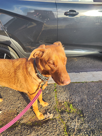 Cagnolina meticcia